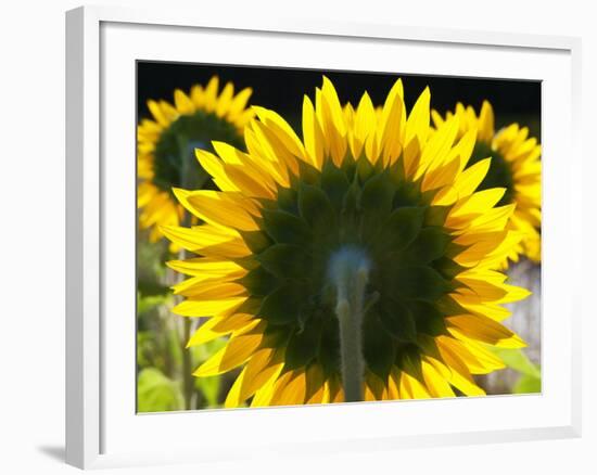 Sunflowers in the Morning Light, Provence, France-Nadia Isakova-Framed Photographic Print