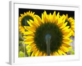 Sunflowers in the Morning Light, Provence, France-Nadia Isakova-Framed Photographic Print