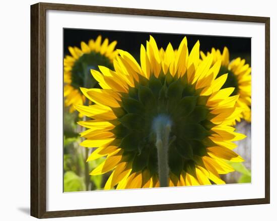 Sunflowers in the Morning Light, Provence, France-Nadia Isakova-Framed Photographic Print