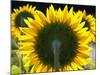 Sunflowers in the Morning Light, Provence, France-Nadia Isakova-Mounted Photographic Print