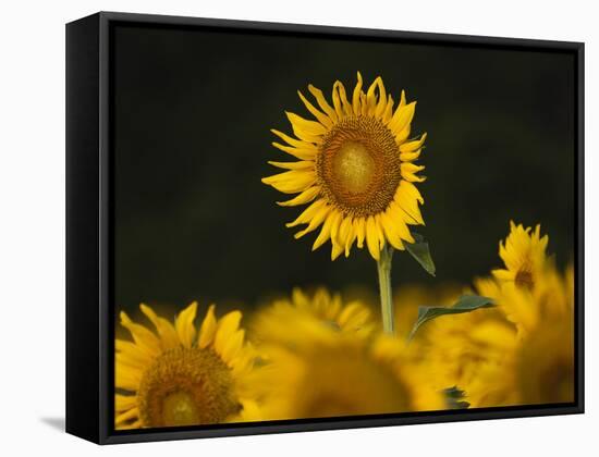 Sunflowers in the Summer, Georgia, Usa-Joanne Wells-Framed Stretched Canvas