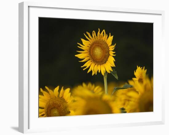 Sunflowers in the Summer, Georgia, Usa-Joanne Wells-Framed Photographic Print