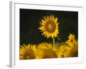 Sunflowers in the Summer, Georgia, Usa-Joanne Wells-Framed Photographic Print