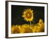 Sunflowers in the Summer, Georgia, Usa-Joanne Wells-Framed Photographic Print