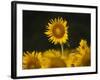 Sunflowers in the Summer, Georgia, Usa-Joanne Wells-Framed Photographic Print