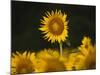 Sunflowers in the Summer, Georgia, Usa-Joanne Wells-Mounted Photographic Print