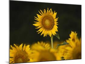 Sunflowers in the Summer, Georgia, Usa-Joanne Wells-Mounted Photographic Print