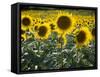 Sunflowers in the Summer; Tuscany, Italy, Europe-Carlos Sanchez Pereyra-Framed Stretched Canvas