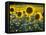 Sunflowers in the Summer; Tuscany, Italy, Europe-Carlos Sanchez Pereyra-Framed Stretched Canvas