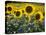 Sunflowers in the Summer; Tuscany, Italy, Europe-Carlos Sanchez Pereyra-Stretched Canvas