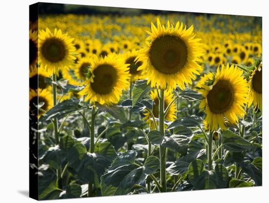 Sunflowers in the Summer; Tuscany, Italy, Europe-Carlos Sanchez Pereyra-Stretched Canvas