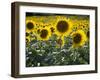 Sunflowers in the Summer; Tuscany, Italy, Europe-Carlos Sanchez Pereyra-Framed Photographic Print