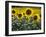 Sunflowers in the Summer; Tuscany, Italy, Europe-Carlos Sanchez Pereyra-Framed Photographic Print