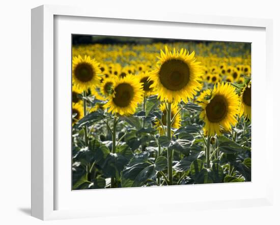 Sunflowers in the Summer; Tuscany, Italy, Europe-Carlos Sanchez Pereyra-Framed Photographic Print