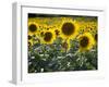 Sunflowers in the Summer; Tuscany, Italy, Europe-Carlos Sanchez Pereyra-Framed Photographic Print