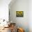 Sunflowers in the Summer; Tuscany, Italy, Europe-Carlos Sanchez Pereyra-Mounted Photographic Print displayed on a wall