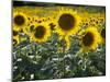 Sunflowers in the Summer; Tuscany, Italy, Europe-Carlos Sanchez Pereyra-Mounted Photographic Print