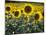 Sunflowers in the Summer; Tuscany, Italy, Europe-Carlos Sanchez Pereyra-Mounted Photographic Print
