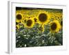 Sunflowers in the Summer; Tuscany, Italy, Europe-Carlos Sanchez Pereyra-Framed Photographic Print