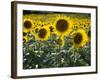 Sunflowers in the Summer; Tuscany, Italy, Europe-Carlos Sanchez Pereyra-Framed Photographic Print