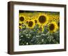 Sunflowers in the Summer; Tuscany, Italy, Europe-Carlos Sanchez Pereyra-Framed Photographic Print