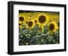 Sunflowers in the Summer; Tuscany, Italy, Europe-Carlos Sanchez Pereyra-Framed Photographic Print