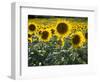 Sunflowers in the Summer; Tuscany, Italy, Europe-Carlos Sanchez Pereyra-Framed Photographic Print