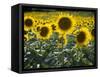 Sunflowers in the Summer; Tuscany, Italy, Europe-Carlos Sanchez Pereyra-Framed Stretched Canvas