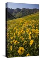 Sunflowers Meadow, Little Cottonwood Canyon, Albion Basin, Utah, USA-Charles Gurche-Stretched Canvas