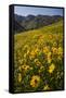 Sunflowers Meadow, Little Cottonwood Canyon, Albion Basin, Utah, USA-Charles Gurche-Framed Stretched Canvas
