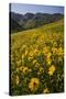 Sunflowers Meadow, Little Cottonwood Canyon, Albion Basin, Utah, USA-Charles Gurche-Stretched Canvas