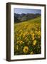 Sunflowers Meadow, Little Cottonwood Canyon, Albion Basin, Utah, USA-Charles Gurche-Framed Premium Photographic Print