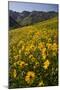 Sunflowers Meadow, Little Cottonwood Canyon, Albion Basin, Utah, USA-Charles Gurche-Mounted Premium Photographic Print