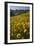 Sunflowers Meadow, Little Cottonwood Canyon, Albion Basin, Utah, USA-Charles Gurche-Framed Photographic Print