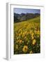 Sunflowers Meadow, Little Cottonwood Canyon, Albion Basin, Utah, USA-Charles Gurche-Framed Photographic Print