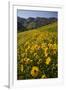 Sunflowers Meadow, Little Cottonwood Canyon, Albion Basin, Utah, USA-Charles Gurche-Framed Photographic Print