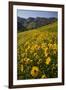 Sunflowers Meadow, Little Cottonwood Canyon, Albion Basin, Utah, USA-Charles Gurche-Framed Photographic Print