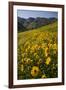 Sunflowers Meadow, Little Cottonwood Canyon, Albion Basin, Utah, USA-Charles Gurche-Framed Photographic Print