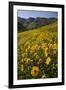 Sunflowers Meadow, Little Cottonwood Canyon, Albion Basin, Utah, USA-Charles Gurche-Framed Photographic Print