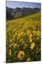 Sunflowers Meadow, Little Cottonwood Canyon, Albion Basin, Utah, USA-Charles Gurche-Mounted Photographic Print