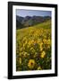 Sunflowers Meadow, Little Cottonwood Canyon, Albion Basin, Utah, USA-Charles Gurche-Framed Photographic Print