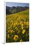 Sunflowers Meadow, Little Cottonwood Canyon, Albion Basin, Utah, USA-Charles Gurche-Framed Photographic Print