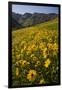 Sunflowers Meadow, Little Cottonwood Canyon, Albion Basin, Utah, USA-Charles Gurche-Framed Photographic Print