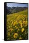 Sunflowers Meadow, Little Cottonwood Canyon, Albion Basin, Utah, USA-Charles Gurche-Framed Stretched Canvas