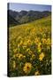 Sunflowers Meadow, Little Cottonwood Canyon, Albion Basin, Utah, USA-Charles Gurche-Stretched Canvas