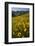 Sunflowers Meadow, Little Cottonwood Canyon, Albion Basin, Utah, USA-Charles Gurche-Framed Photographic Print