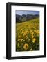 Sunflowers Meadow, Little Cottonwood Canyon, Albion Basin, Utah, USA-Charles Gurche-Framed Photographic Print