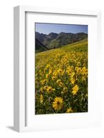 Sunflowers Meadow, Little Cottonwood Canyon, Albion Basin, Utah, USA-Charles Gurche-Framed Photographic Print