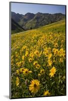 Sunflowers Meadow, Little Cottonwood Canyon, Albion Basin, Utah, USA-Charles Gurche-Mounted Photographic Print