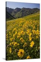 Sunflowers Meadow, Little Cottonwood Canyon, Albion Basin, Utah, USA-Charles Gurche-Stretched Canvas